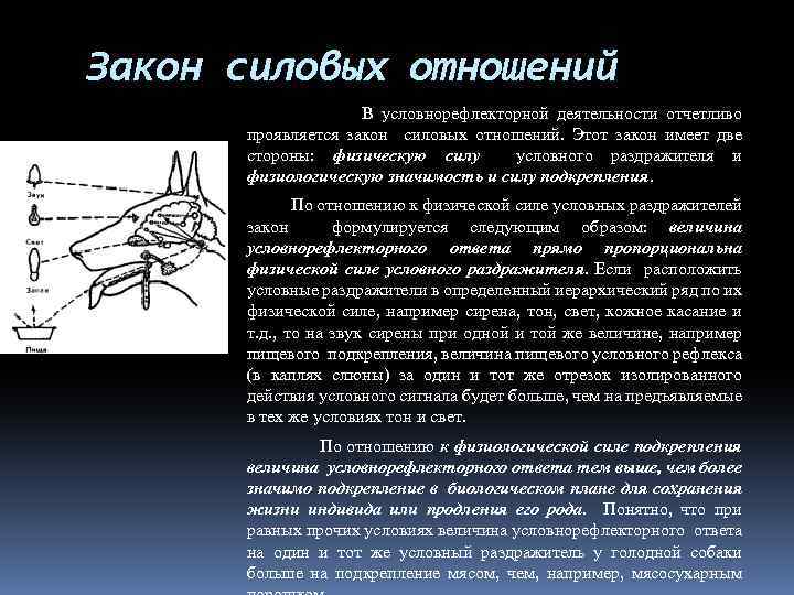 Закон силовых отношений В условнорефлекторной деятельности отчетливо проявляется закон силовых отношений. Этот закон имеет