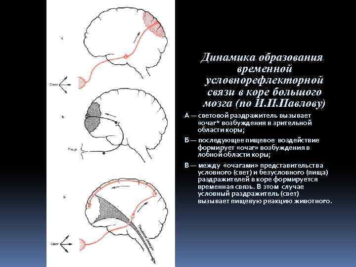 Динамика образования временной условнорефлекторной связи в коре большого мозга (по И. П. Павлову) А