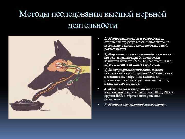 Методы исследования высшей нервной деятельности 1) Метод разрушения и раздражения отдельных структур мозга, нацеленные