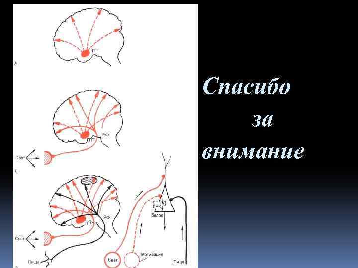  Спасибо за внимание 