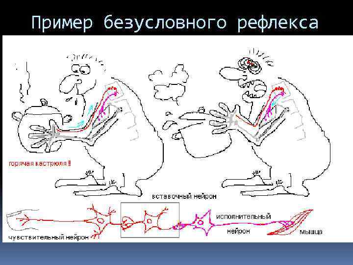 Пример безусловного рефлекса 