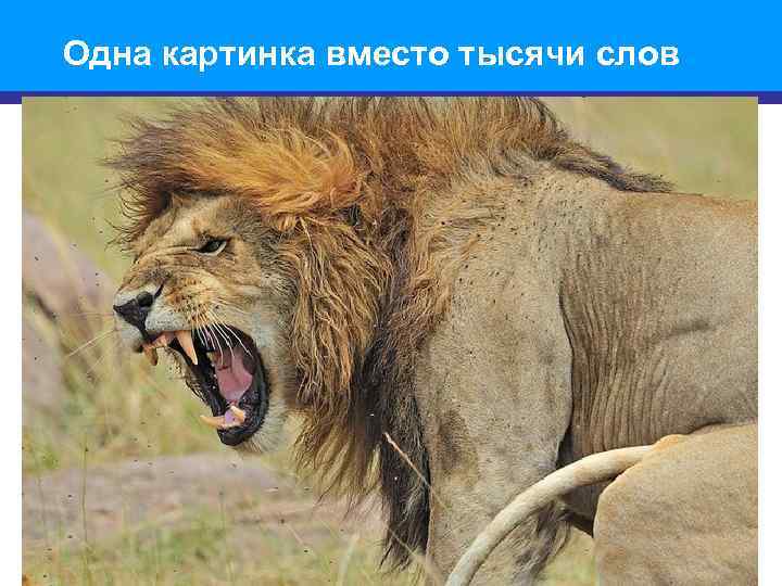 Одна картинка вместо тысячи слов 4 