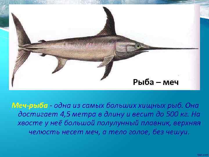 Рыба – меч Меч-рыба - одна из самых больших хищных рыб. Она достигает 4,