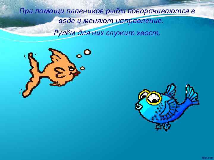 При помощи плавников рыбы поворачиваются в воде и меняют направление. Рулём для них служит