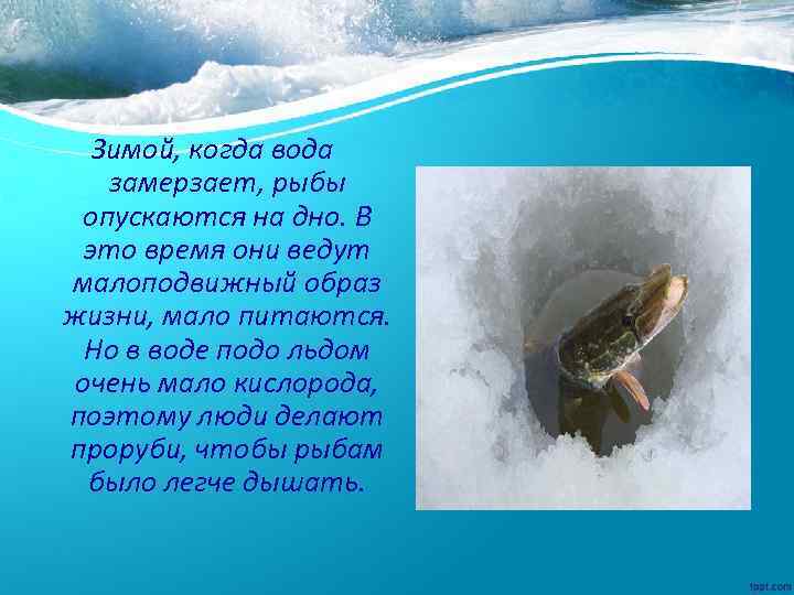 Зимой, когда вода замерзает, рыбы опускаются на дно. В это время они ведут малоподвижный