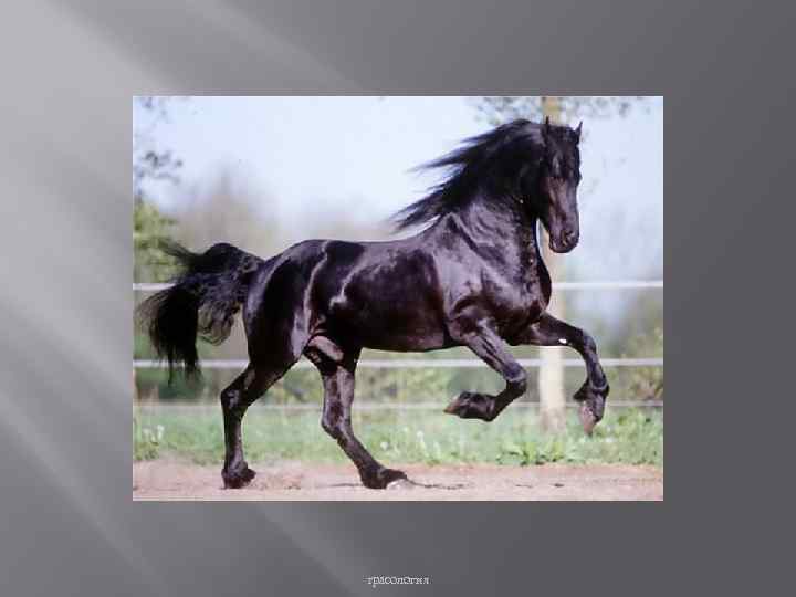 трасология 