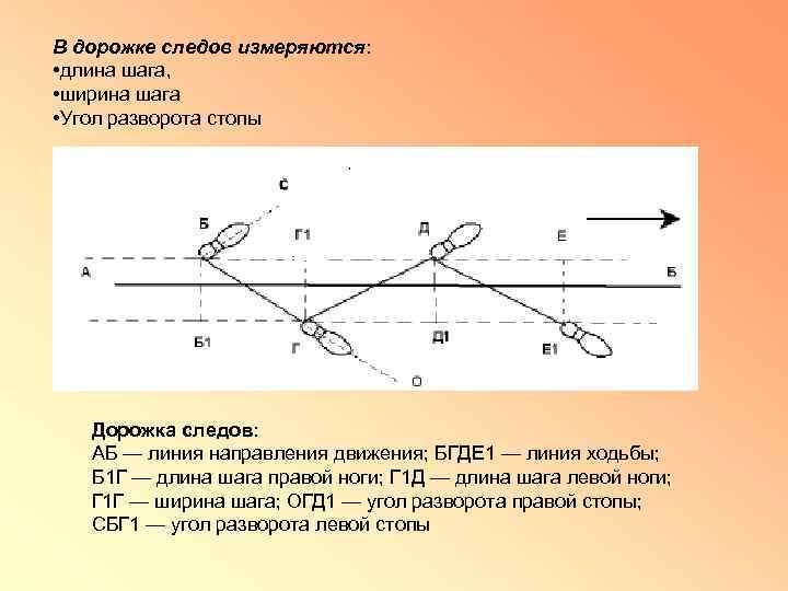 В дорожке следов измеряются: • длина шага, • ширина шага • Угол разворота стопы