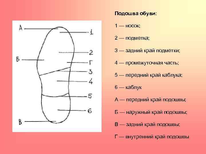 Схема ног человека строение