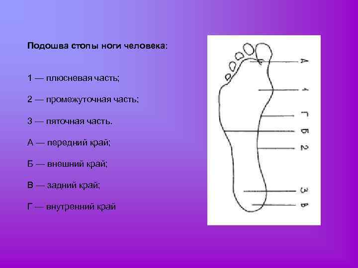 Части ног человека названия картинки