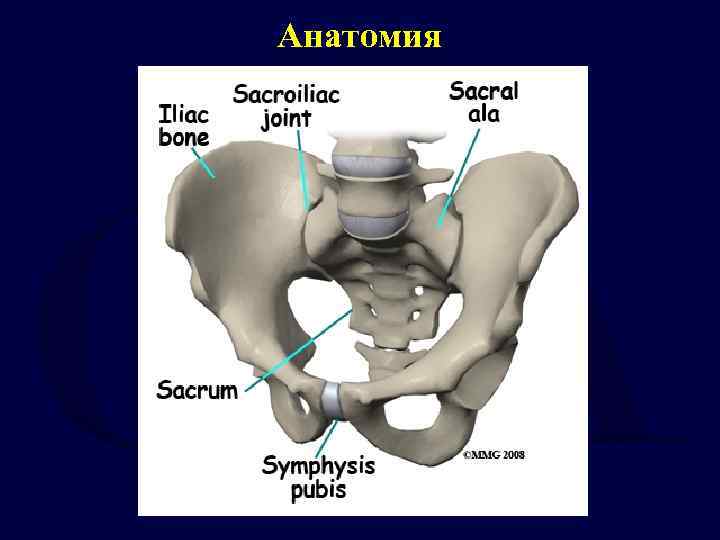 Седалищная кость фото. Крепление лобковой кости. Симфиз на запястье.