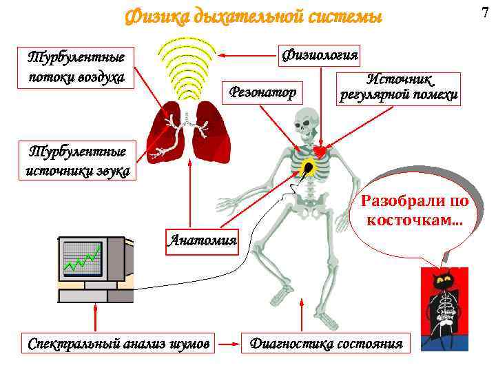 Физика дыхательной системы Физиология Турбулентные потоки воздуха Резонатор Источник регулярной помехи Турбулентные источники звука