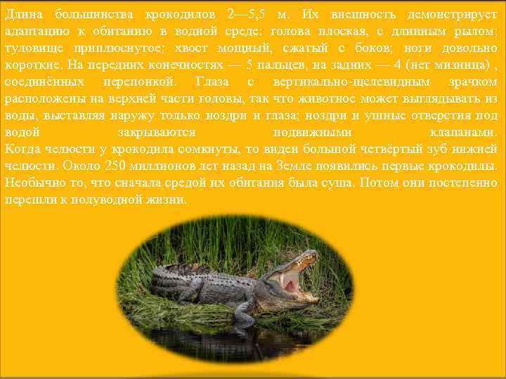 Длина большинства крокодилов 2— 5, 5 м. Их внешность демонстрирует адаптацию к обитанию в