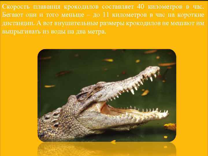 Скорость плавания крокодилов составляет 40 километров в час. Бегают они и того меньше –