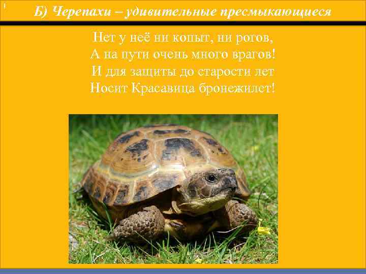 ! Б) Черепахи – удивительные пресмыкающиеся Нет у неё ни копыт, ни рогов, А