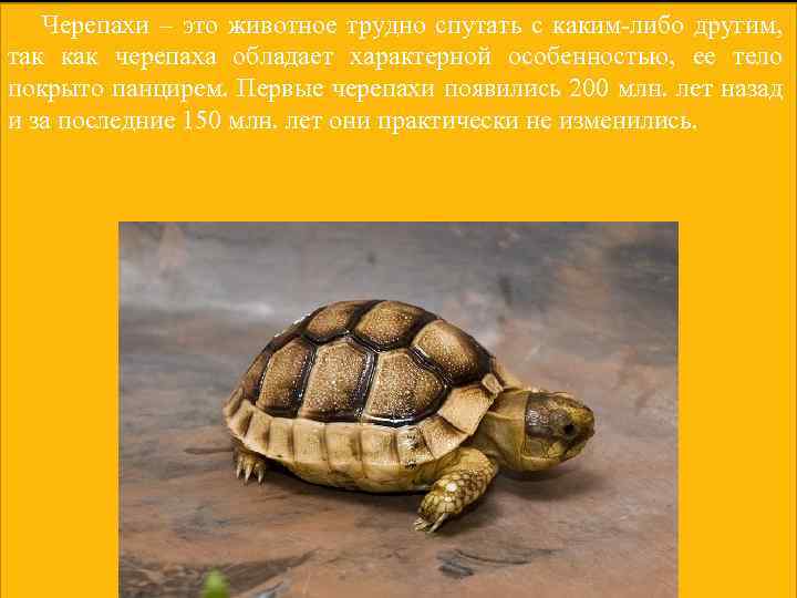 Черепахи – это животное трудно спутать с каким-либо другим, так как черепаха обладает характерной