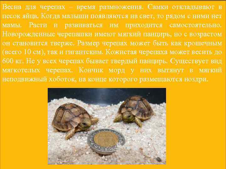 Весна для черепах – время размножения. Самки откладывают в песок яйца. Когда малыши появляются