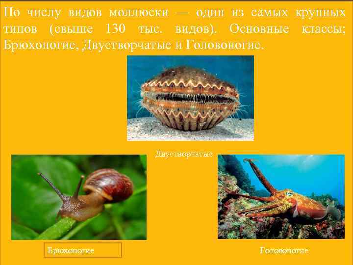 По числу видов моллюски — один из самых крупных типов (свыше 130 тыс. видов).