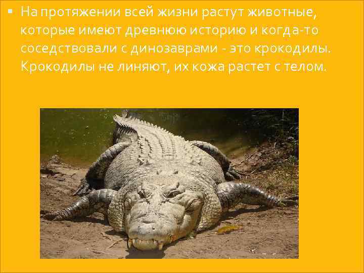  На протяжении всей жизни растут животные, которые имеют древнюю историю и когда-то соседствовали