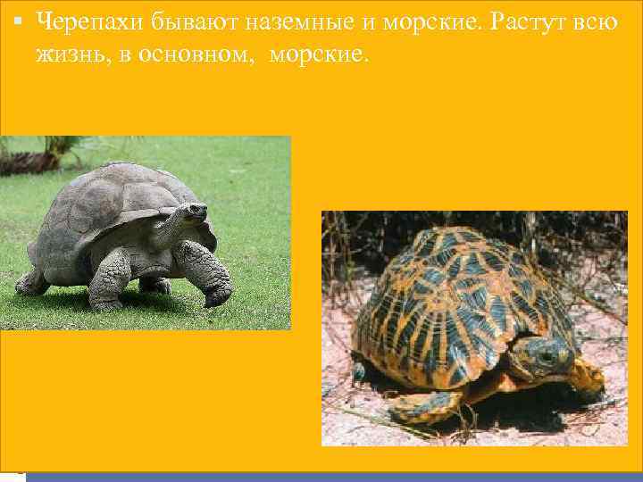  Черепахи бывают наземные и морские. Растут всю жизнь, в основном, морские. 