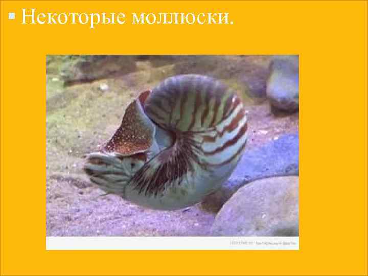  Некоторые моллюски. 