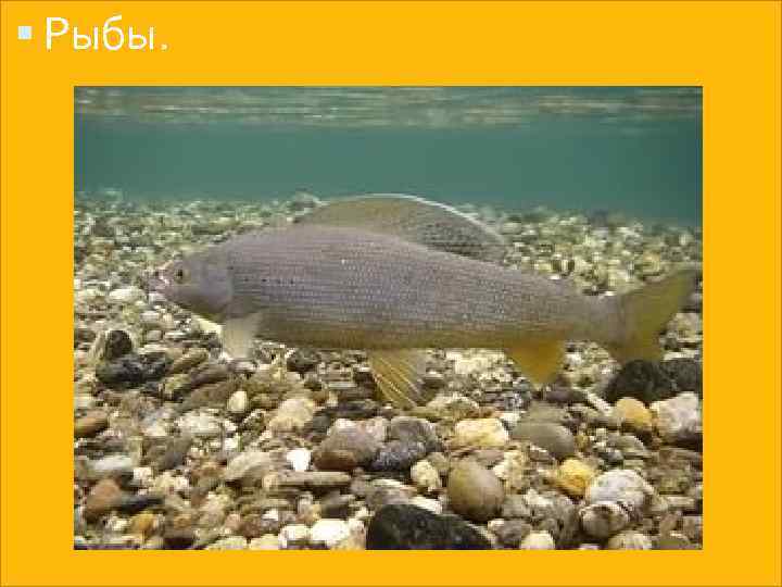  Рыбы. 
