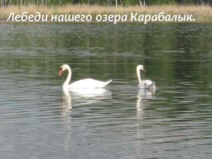 Лебеди нашего озера Карабалык. 