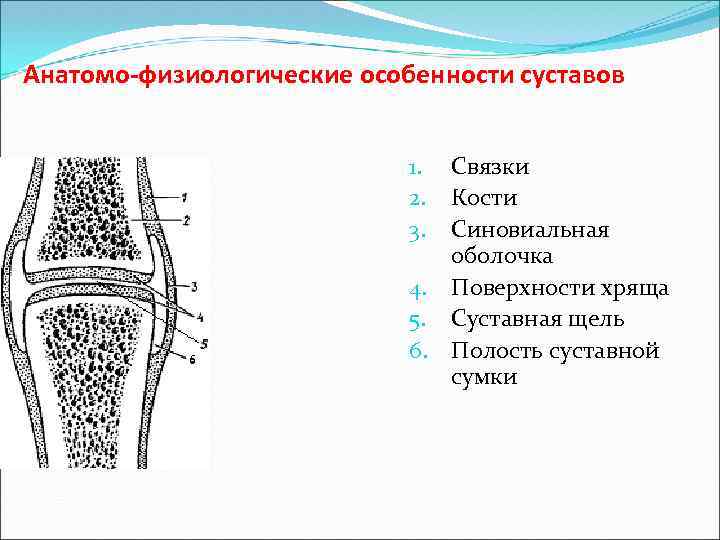 Какой цифрой на рисунке обозначена суставная полость