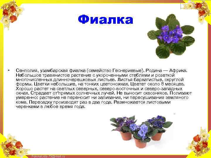 Фиалка • Сенполия, узамбарская фиалка (семейство Геснериевые). Родина — Африка. Небольшое травянистое растение с