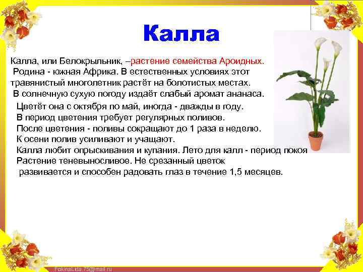Калла, или Белокрыльник, –растение семейства Ароидных. Родина - южная Африка. В естественных условиях этот