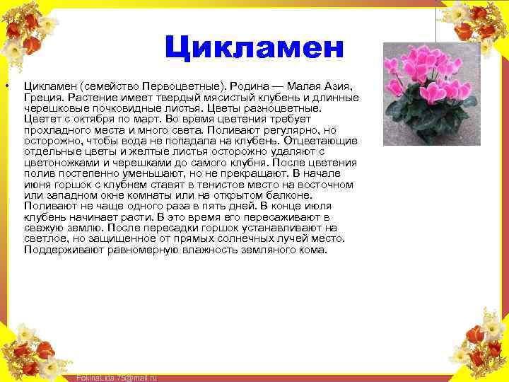 Цикламен • Цикламен (семейство Первоцветные). Родина — Малая Азия, Греция. Растение имеет твердый мясистый