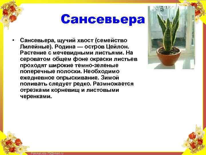 Сансевьера • Сансевьера, щучий хвост (семейство Лилейные). Родина — остров Цейлон. Растение с мечевидными