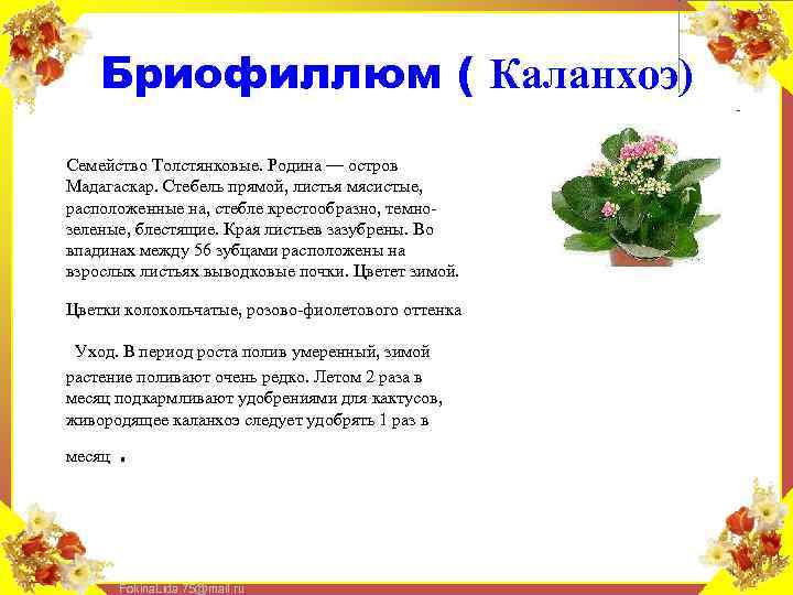 Бриофиллюм ( Каланхоэ) Семейство Толстянковые. Родина — остров Мадагаскар. Стебель прямой, листья мясистые, расположенные