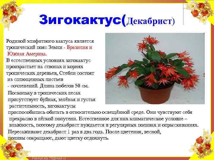 Зигокактус(Декабрист) Родиной эпифитного кактуса является тропический пояс Земли - Бразилия и Южная Америка. В