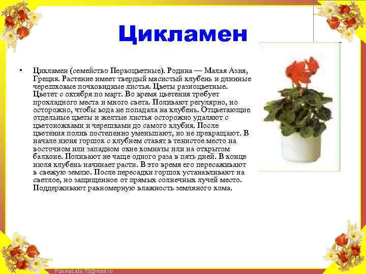 Цикламен • Цикламен (семейство Первоцветные). Родина — Малая Азия, Греция. Растение имеет твердый мясистый