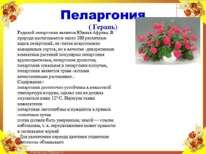 Пеларгония ( Герань) Родиной пеларгонии является Южная Африка. В природе насчитывается около 280 различных