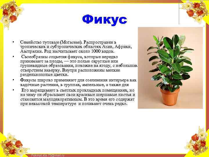 Фикус • • Семейство тутовые (Моrасеае). Распространен в тропических и субтропических областях Азии, Африки,