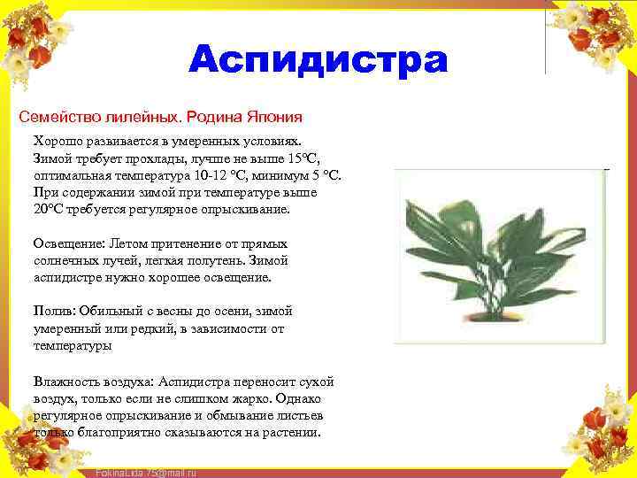 Аспидистра Семейство лилейных. Родина Япония Хорошо развивается в умеренных условиях. Зимой требует прохлады, лучше