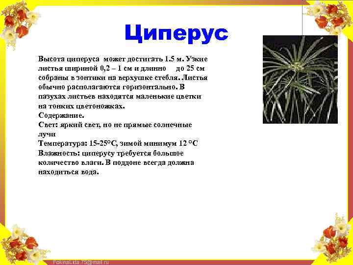 Циперус Высота циперуса может достигать 1. 5 м. Узкие листья шириной 0, 2 –