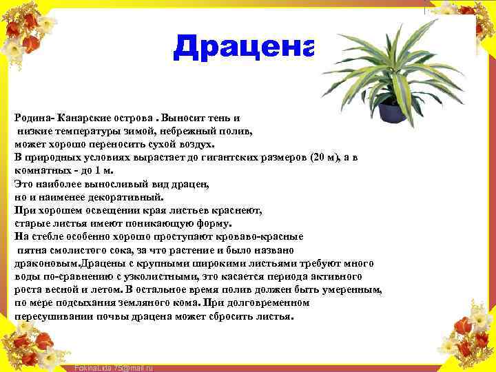 Драцена Родина- Канарские острова. Выносит тень и низкие температуры зимой, небрежный полив, может хорошо