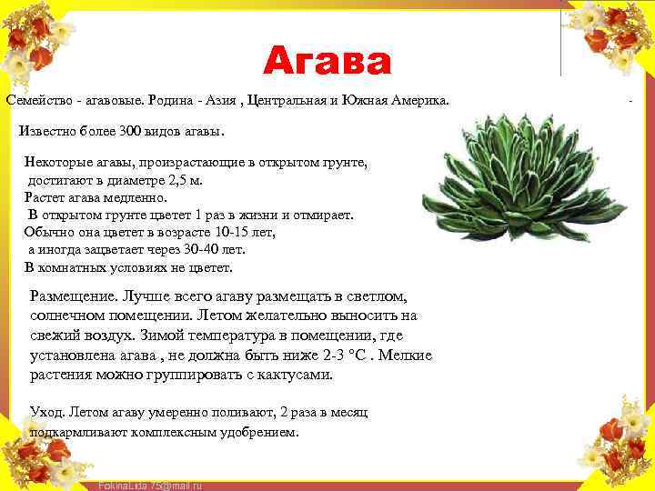 Агава Семейство - агавовые. Родина - Азия , Центральная и Южная Америка. Известно более