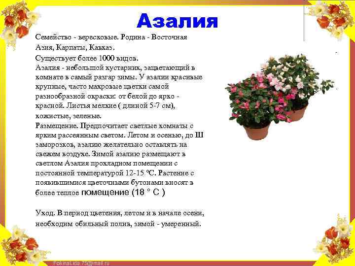 Азалия Семейство - вересковые. Родина - Восточная Азия, Карпаты, Кавказ. Существует более 1000 видов.