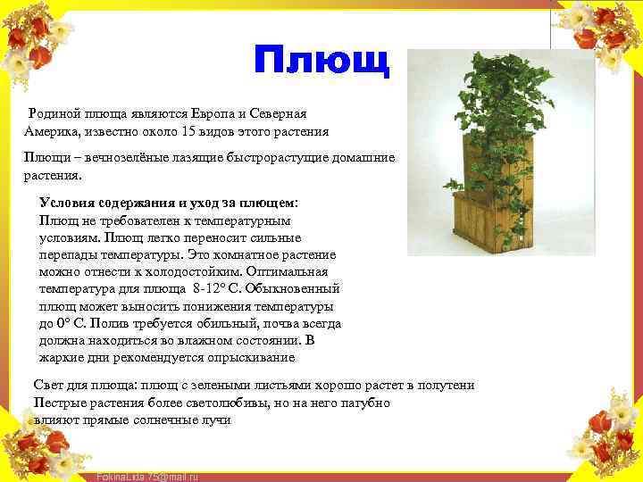 Плющ Родиной плюща являются Европа и Северная Америка, известно около 15 видов этого растения