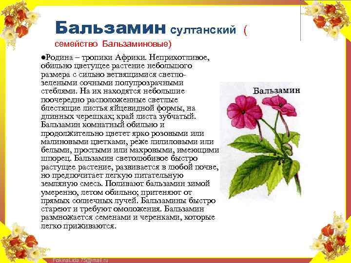 Бальзамин султанский семейство Бальзаминовые) l. Родина – тропики Африки. Неприхотливое, обильно цветущее растение небольшого