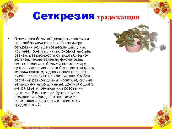 Сеткрезия традесканция • Отличается большой декоративностью и разнообразием окраски. По размеру сеткрезии больше традесканций,