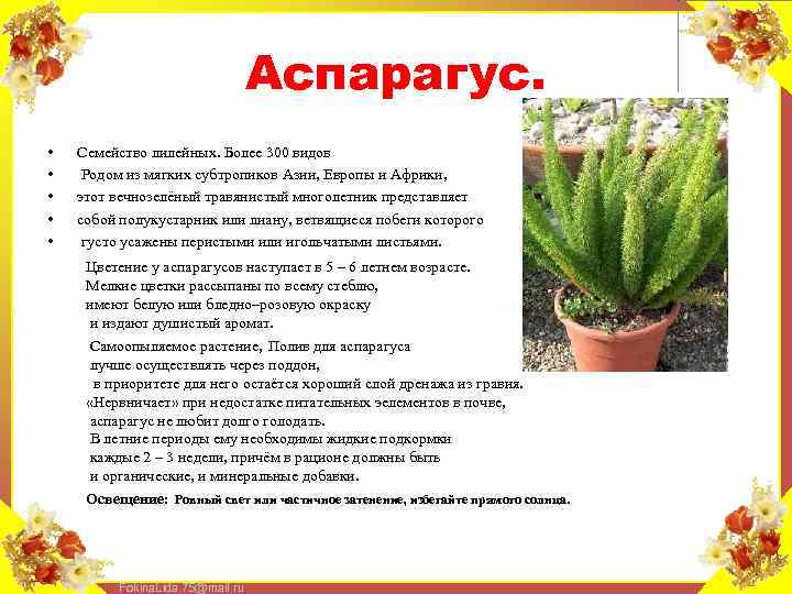 Аспарагус. • • • Семейство лилейных. Более 300 видов Родом из мягких субтропиков Азии,