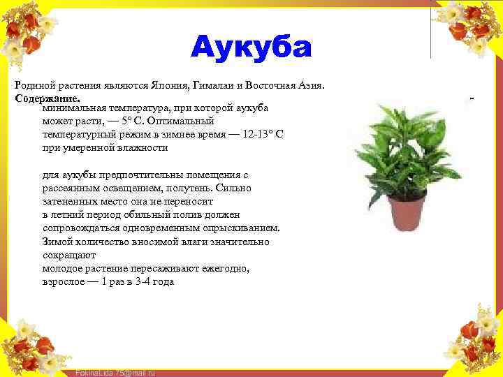 Аукуба Родиной растения являются Япония, Гималаи и Восточная Азия. Содержание. минимальная температура, при которой