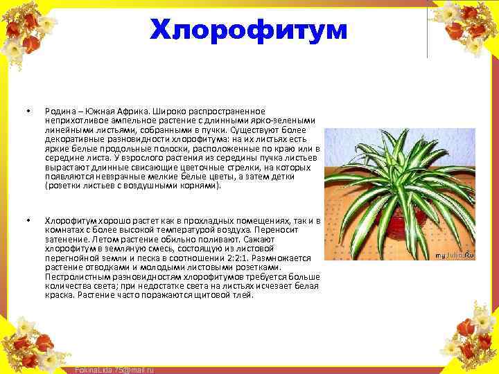 Хлорофитум • Родина – Южная Африка. Широко распространенное неприхотливое ампельное растение с длинными ярко-зелеными