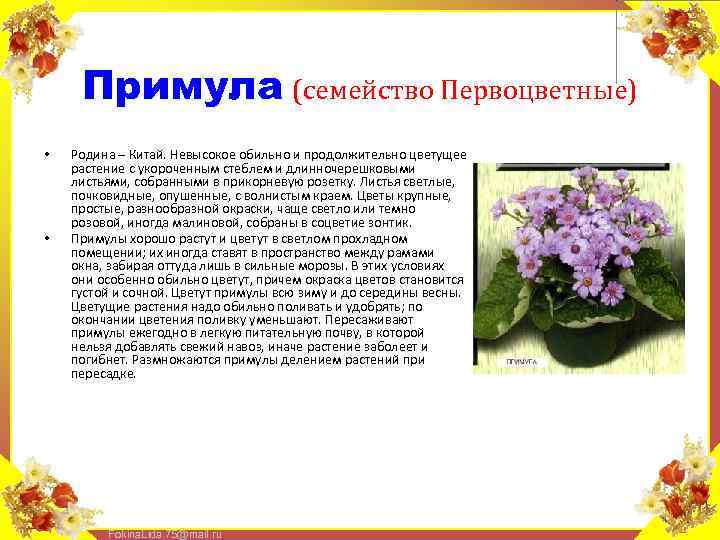 Примула (семейство Первоцветные) • • Родина – Китай. Невысокое обильно и продолжительно цветущее растение