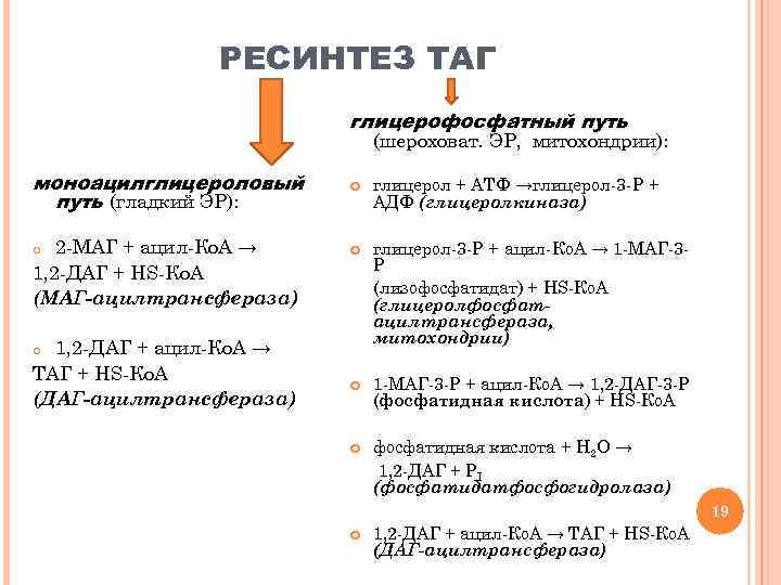 Ресинтез это. Ресинтез таг из Глюкозы. Ресинтез таг глицерофосфатный путь. Ресинтез и Синтез таг. Альфа глицерофосфатный путь.