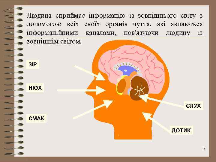 Людина сприймає інформацію із зовнішнього світу з допомогою всіх своїх органів чуття, які являються